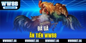 Đá Gà Ăn Tiền WW88 – Cược Thật, Thắng Lớn Mỗi Ngày