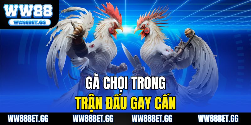 Gà chọi trong trận đấu gay cấn