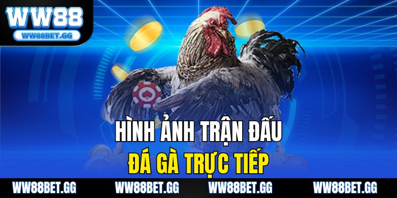 Hình ảnh trận đấu đá gà trực tiếp