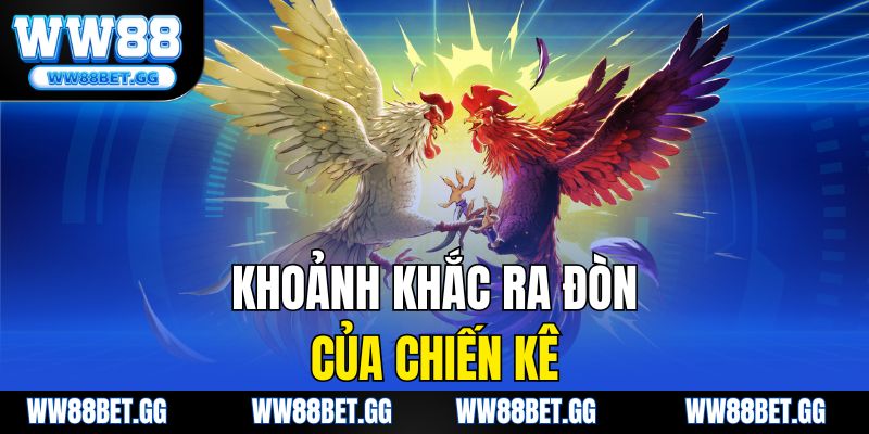 Khoảnh khắc ra đòn của chiến kê