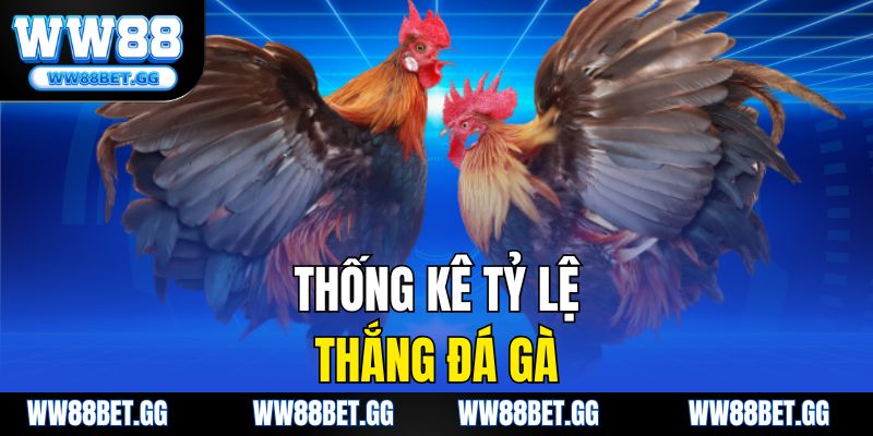 Thống kê tỷ lệ thắng đá gà