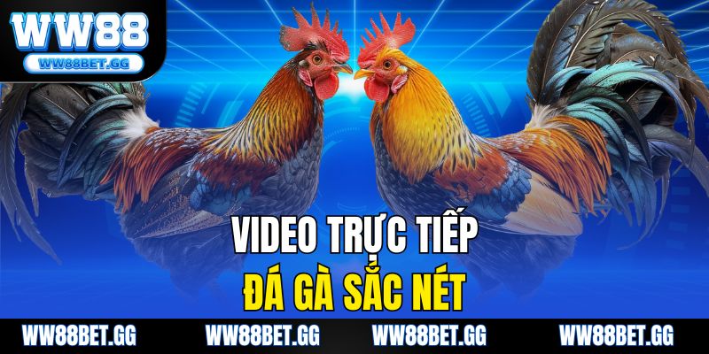 Video trực tiếp đá gà sắc nét